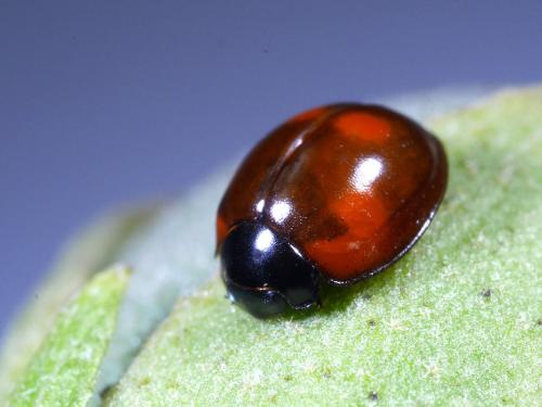Exochomus quadripustulatus